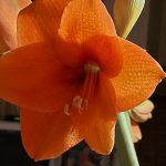 CHANGING MY EATING HABITS TO FULL CARNIVORE WAS UNEXPECTEDLY EASY.